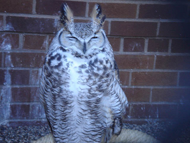 31hornedowl