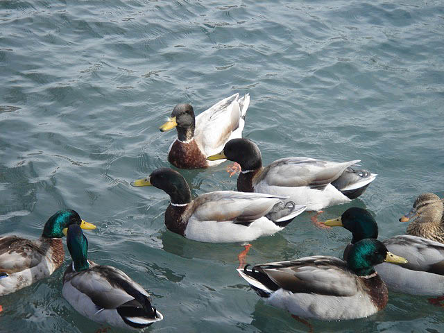 39ducks