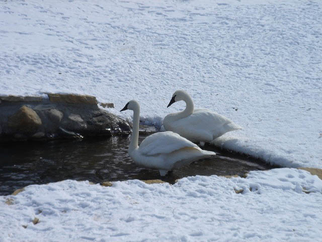 40swans