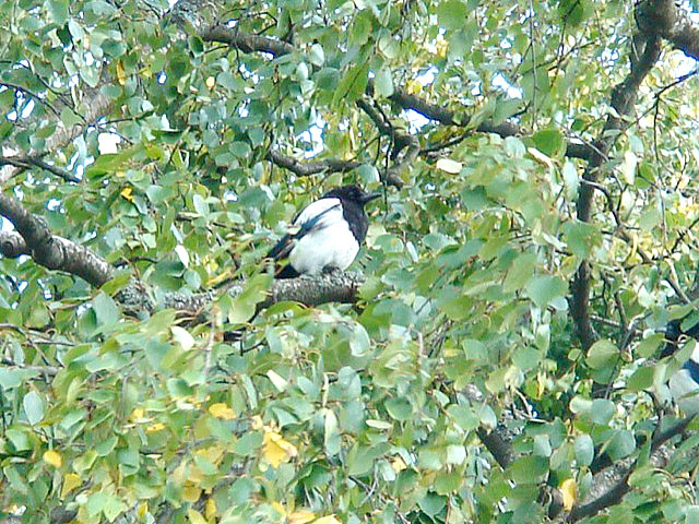 19magpie