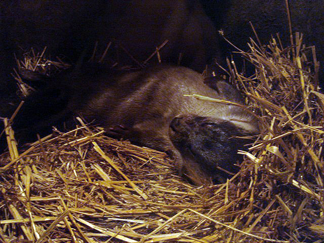 26otter