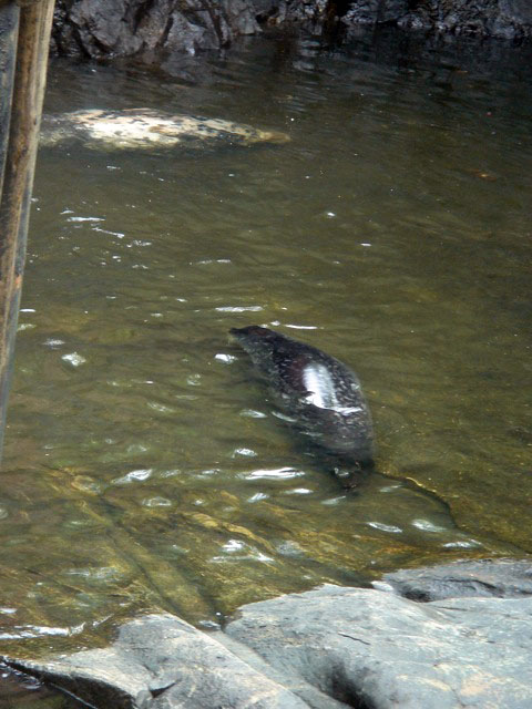 29seal