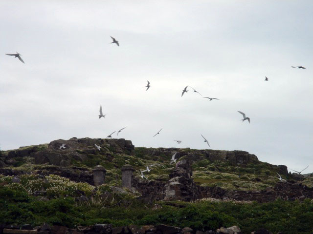 11terns
