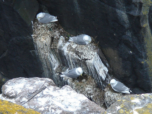 16kittiwake