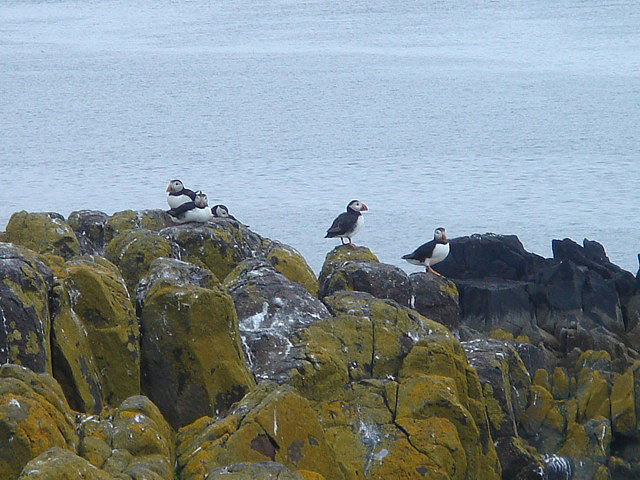 17puffin