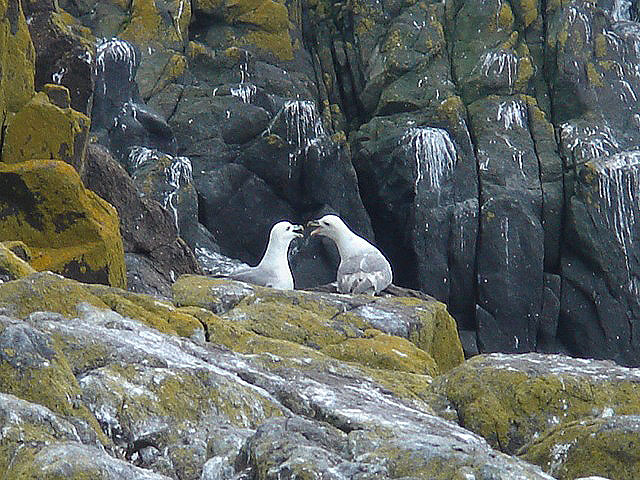 18fulmars