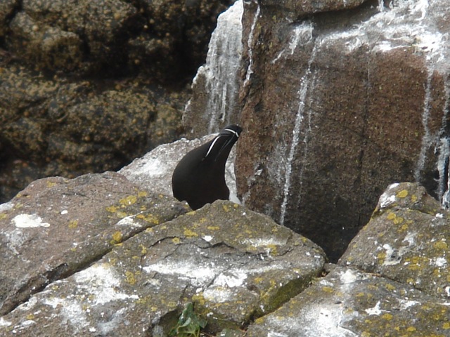 18razorbill