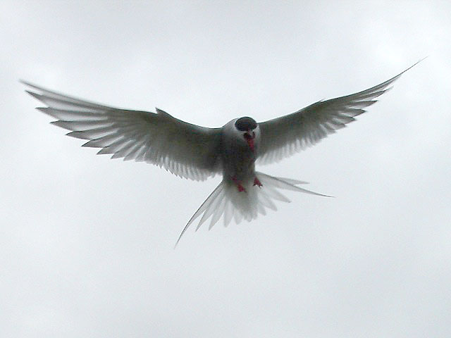 23attacktern1