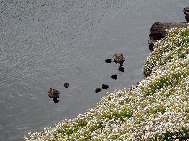 28eiders