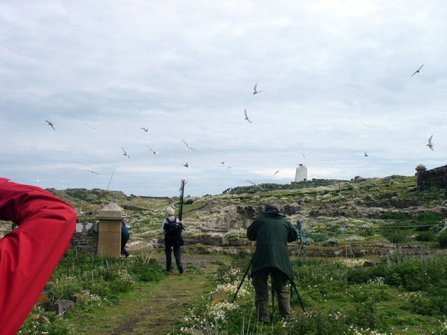 33bravingtheterns