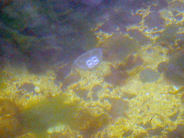 35jellyfish