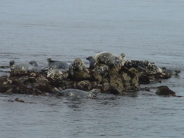 36seals