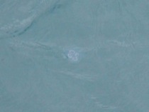 28jellyfish