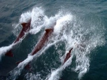 31dolphins