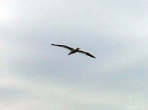 49gannet