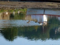 73albinoduckling