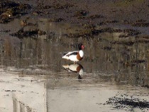 74shelduck