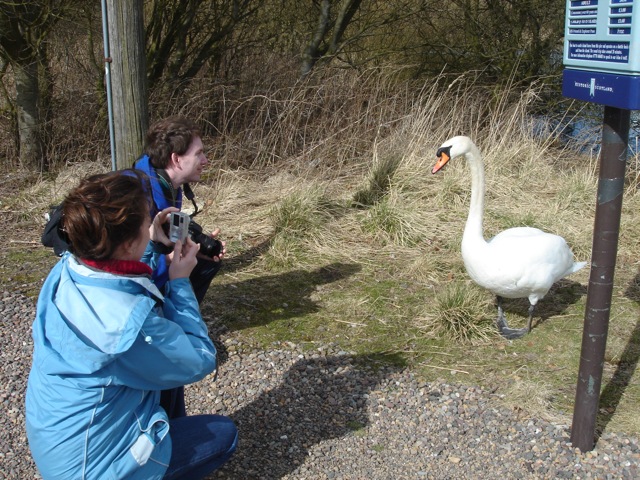 swan_photos