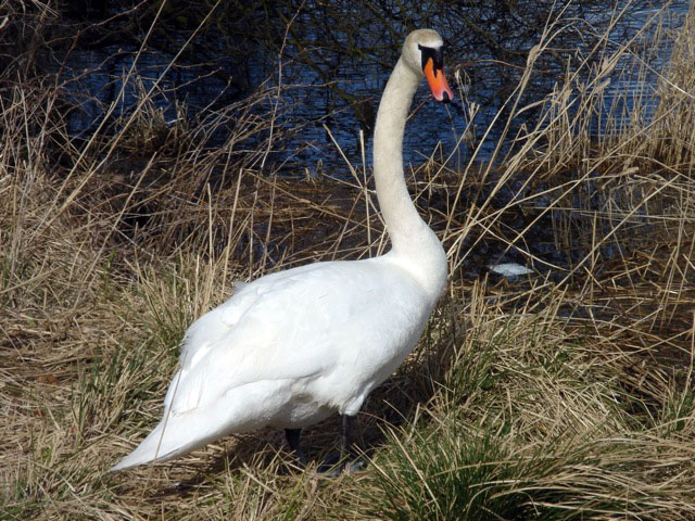 swan_walking