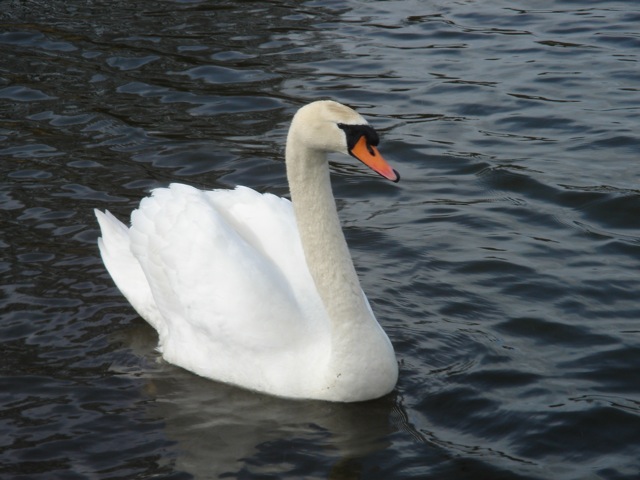 swan_water