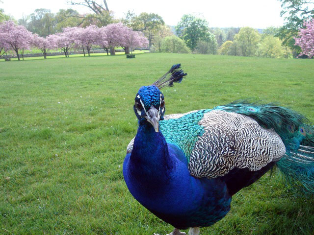 13peacock