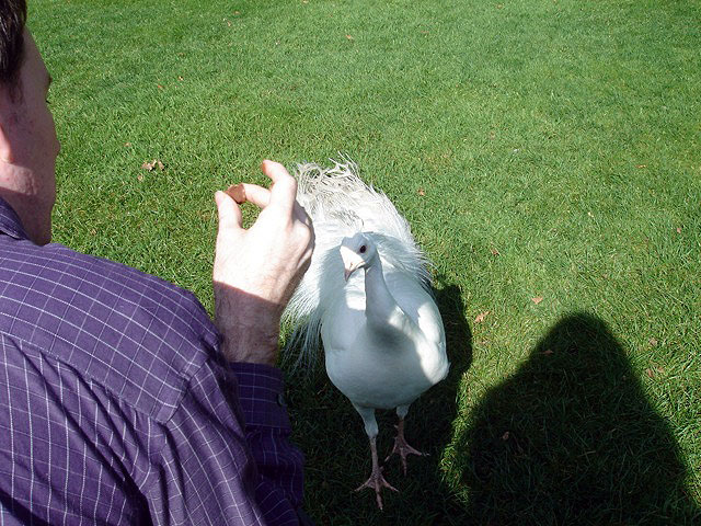 14peacocksnack
