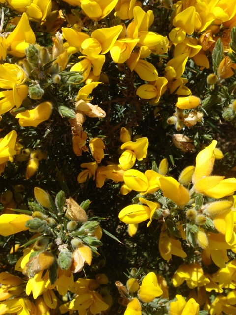 42gorse