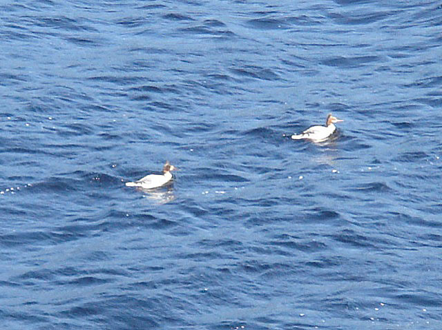 47mergansers