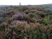 12heather