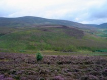 15heathercountryside