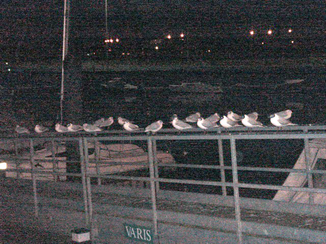gulls