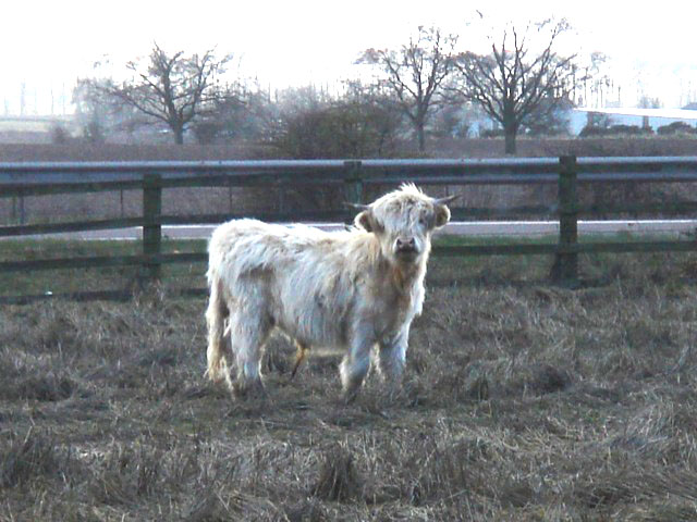 hairy_cow
