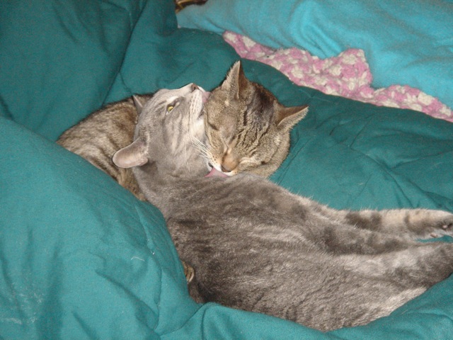 indy_molly_lick