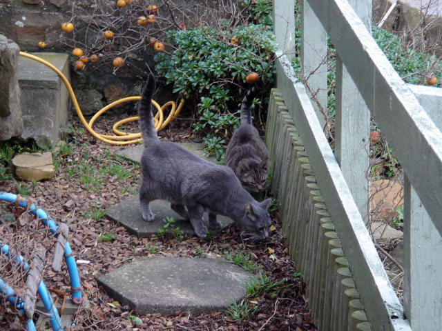 indy_molly_outside