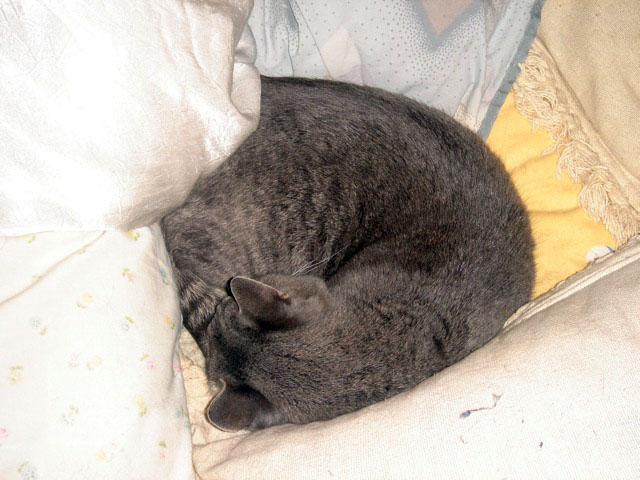 indy_pillows