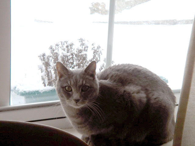 indy_window_snow