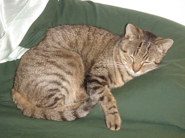 molly_pillow