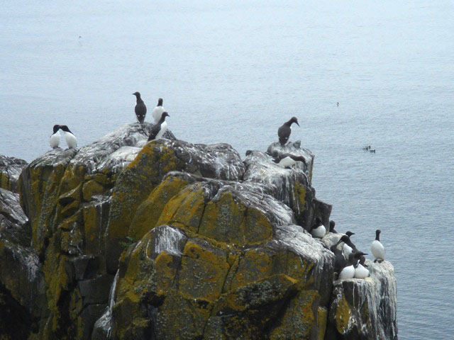 27guillemot