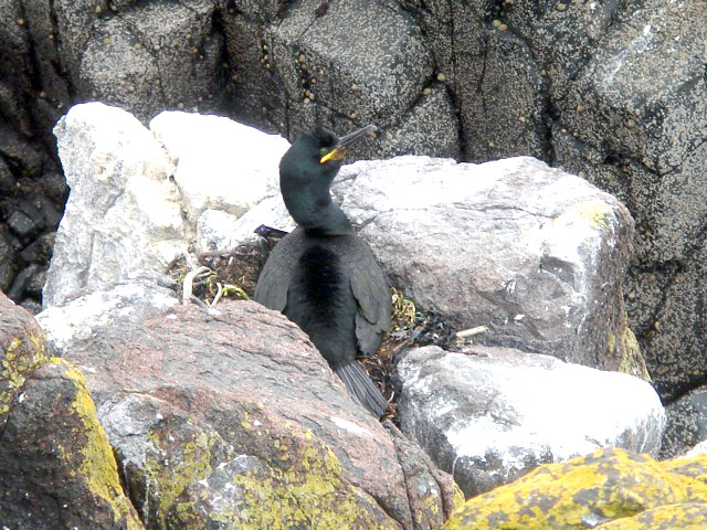28shag