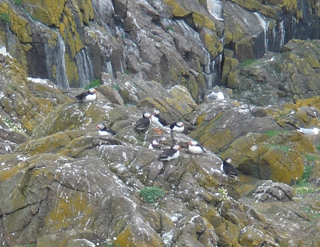 29puffin