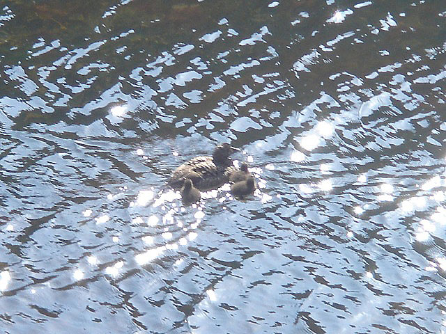 32eiderchicks