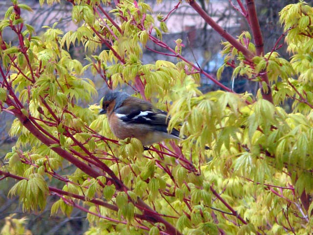 chaffinchtree