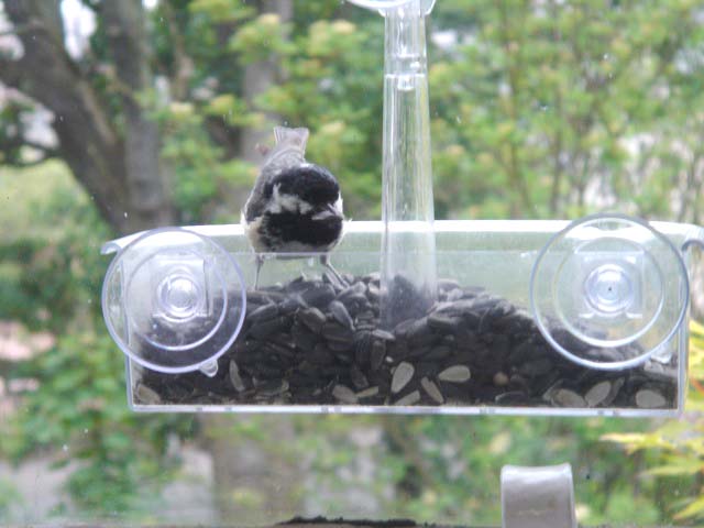 coaltit
