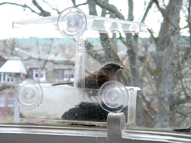dunnock
