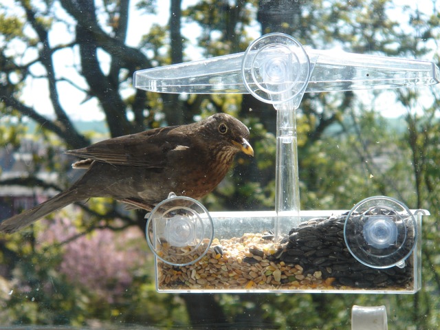 femaleblackbird