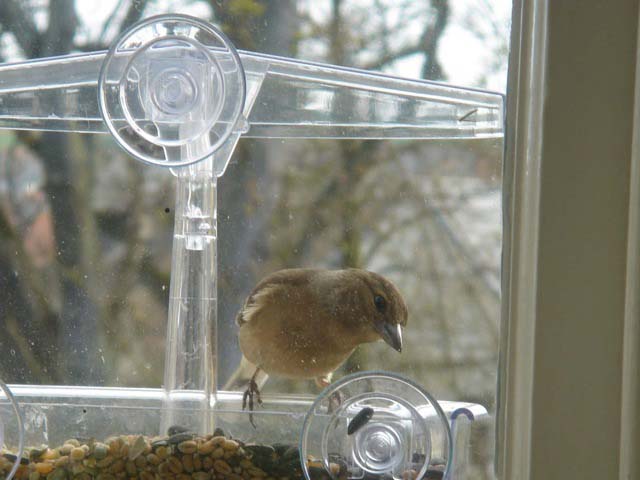 femalechaffinch