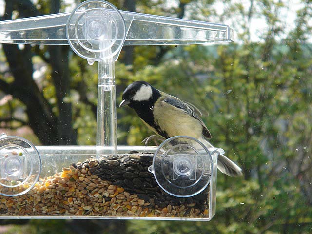 greattit