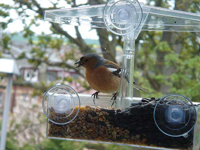 malechaffinch