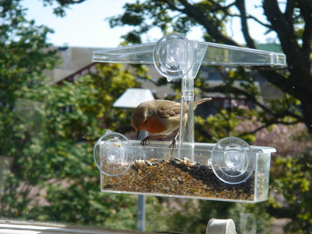 robin