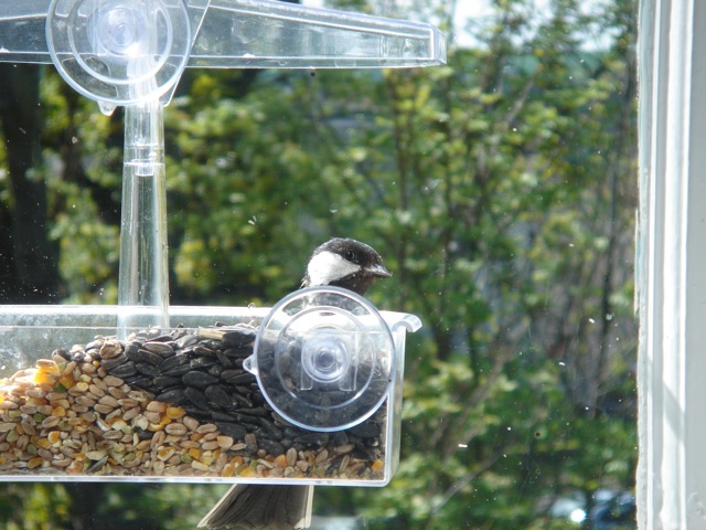 shygreattit